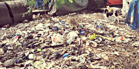 Вывоз мусора в Можайском районе